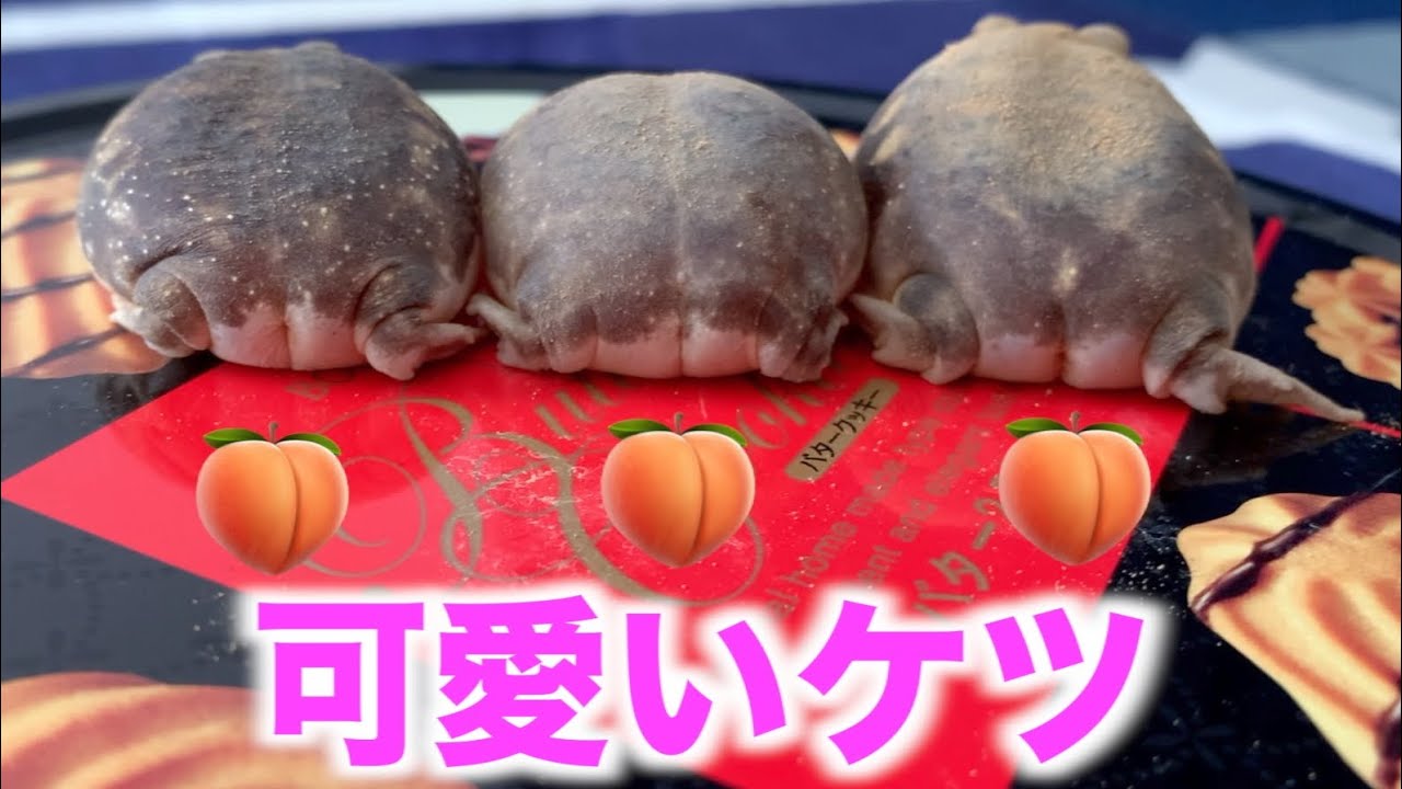 アメフクラガエルのモモケツをぷにぷにする。