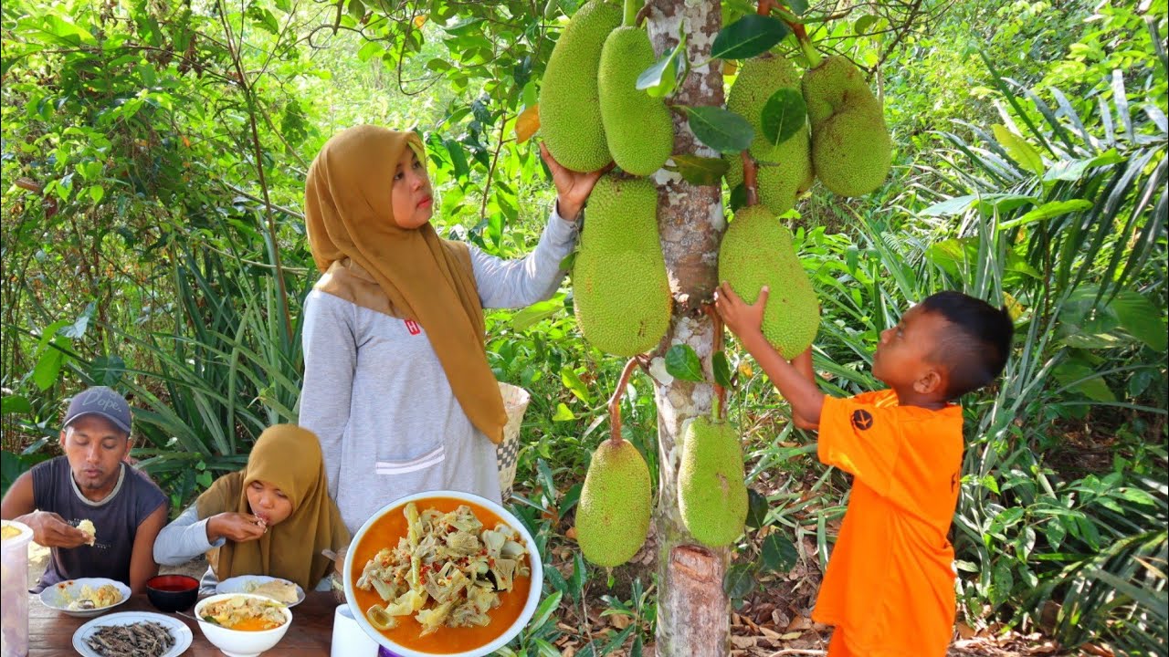 Panen nangka muda buat masak gulai nangka yang enak (cook jackfruit curry) hidup di ndeso