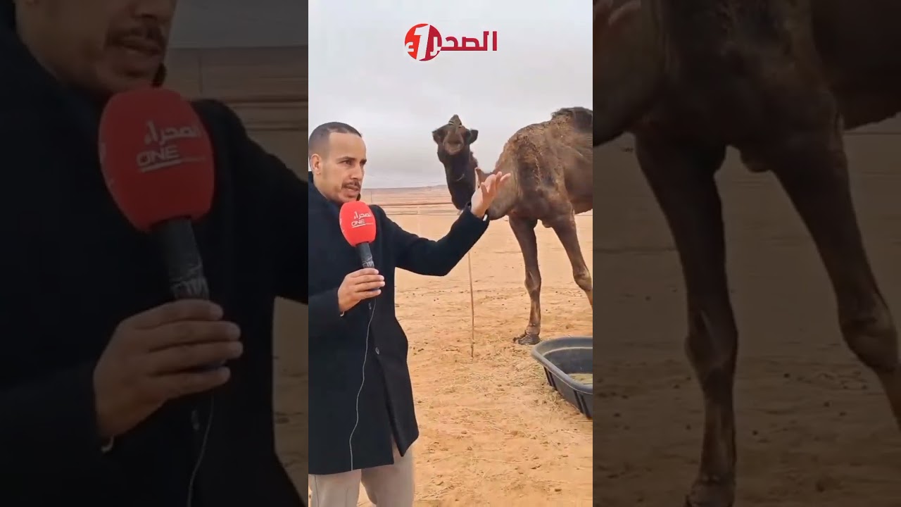 🟡🟡ماذا عن حلبة سباق الابل 