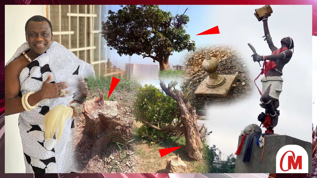 History About Okomfo Anokye’s Mysterious Cola Tree @ Feyiase That Has Been Cut By Unknown People