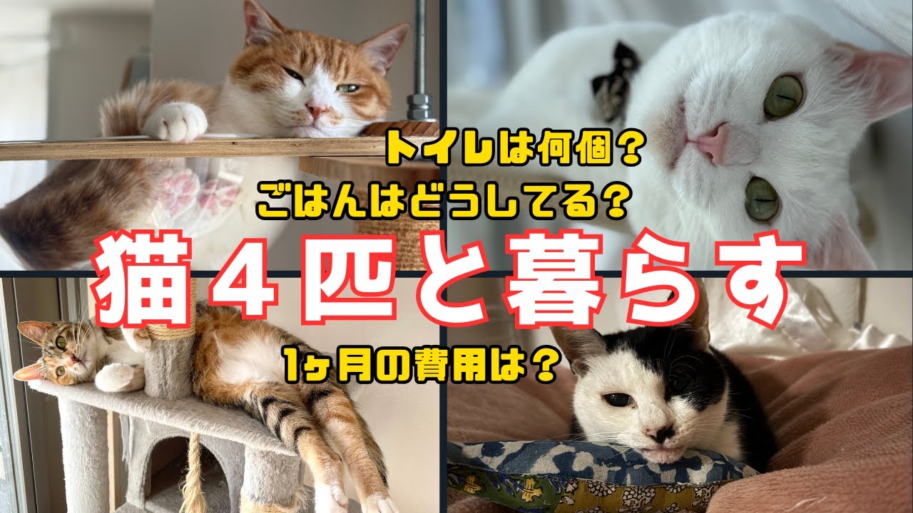 1人暮らし猫４匹の1ヶ月の必要経費。ごはんやトイレ事情など、まとめてみました。