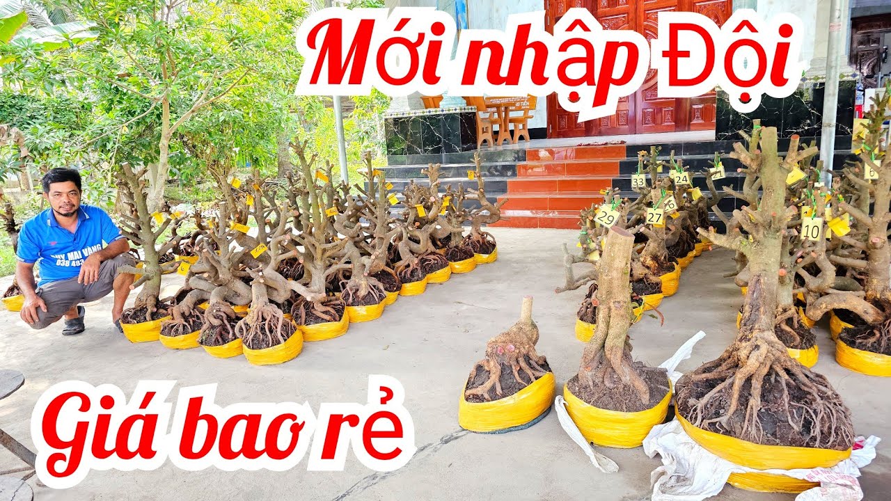 A Duy 📲 0384834321 khui vườn mới quái cây dáng long mai giảo Thủ Đức 14/3  (@MaivàngQuêdừa)