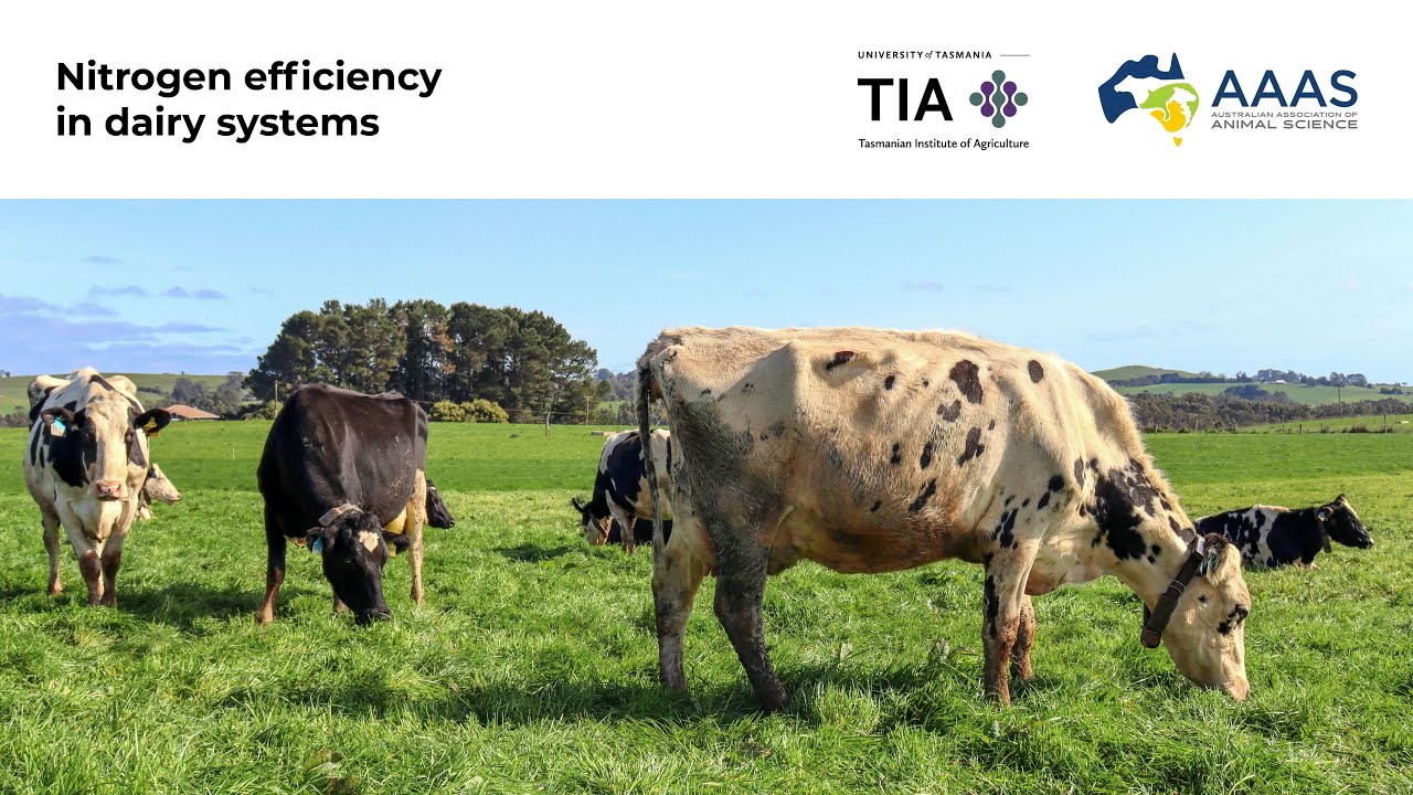 TIA Future Forum: Nitrogen efficiency in dairy systems