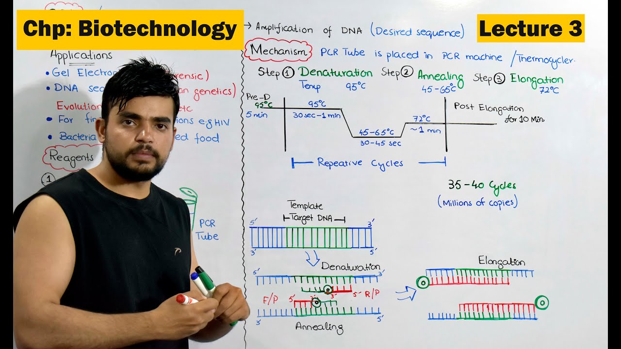 PCR | Polymerase Chain Reaction | Video 3