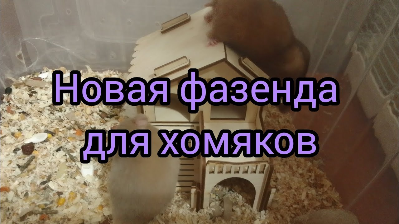 Новая фазенда для хомяков. #хомяки
