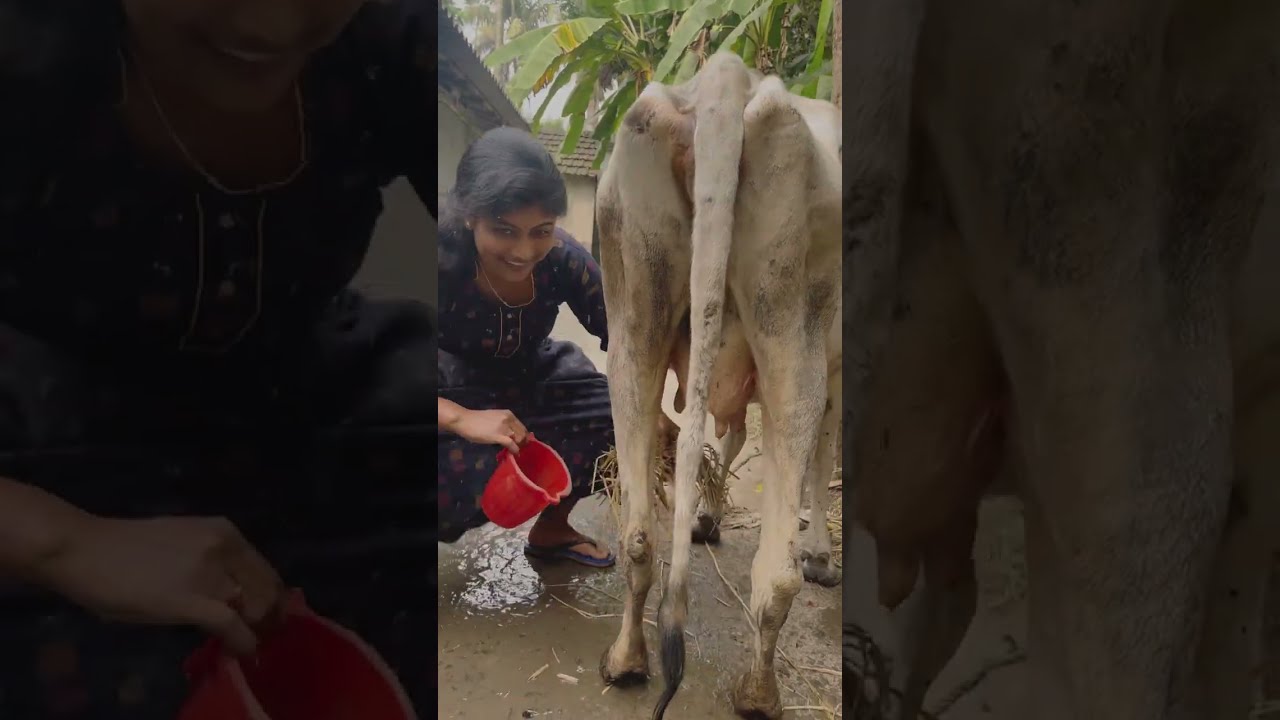 মুন্নির দুধের ভিড়েনে ময়লার চট পড়ে গেছে,তাই বাঁট ধুতে মাথা খারাপ🍼😇🤭