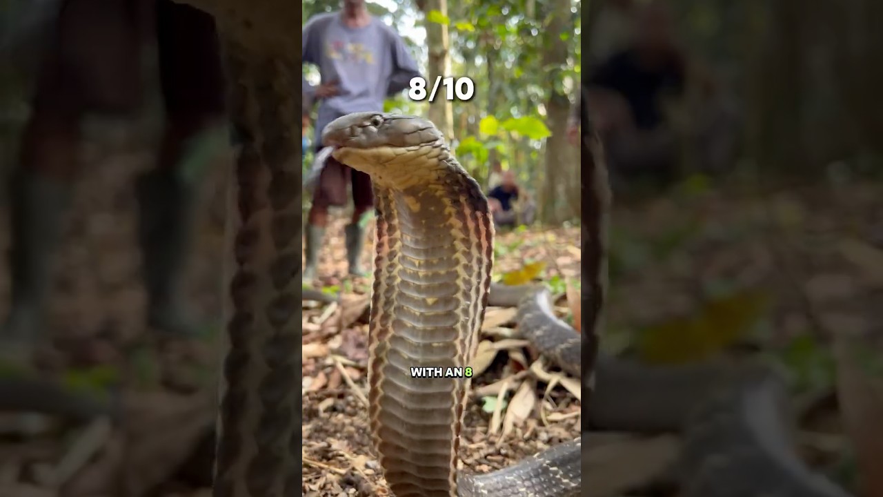Rating Every Snake in Indonesia from 🇮🇩