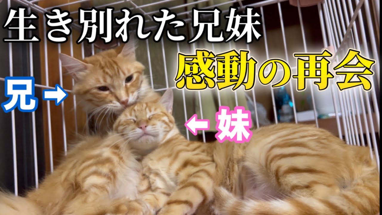 【再会】生き別れた兄妹猫を直接会わせるとこうなりました…