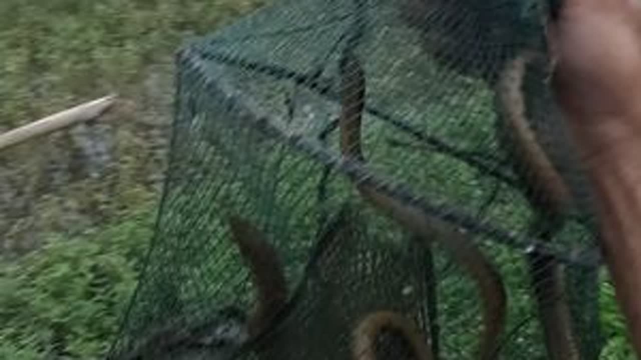 昨晚凌晨一场雨淹掉最多的一网，也是醉了！ #真实户外 #黄鳝