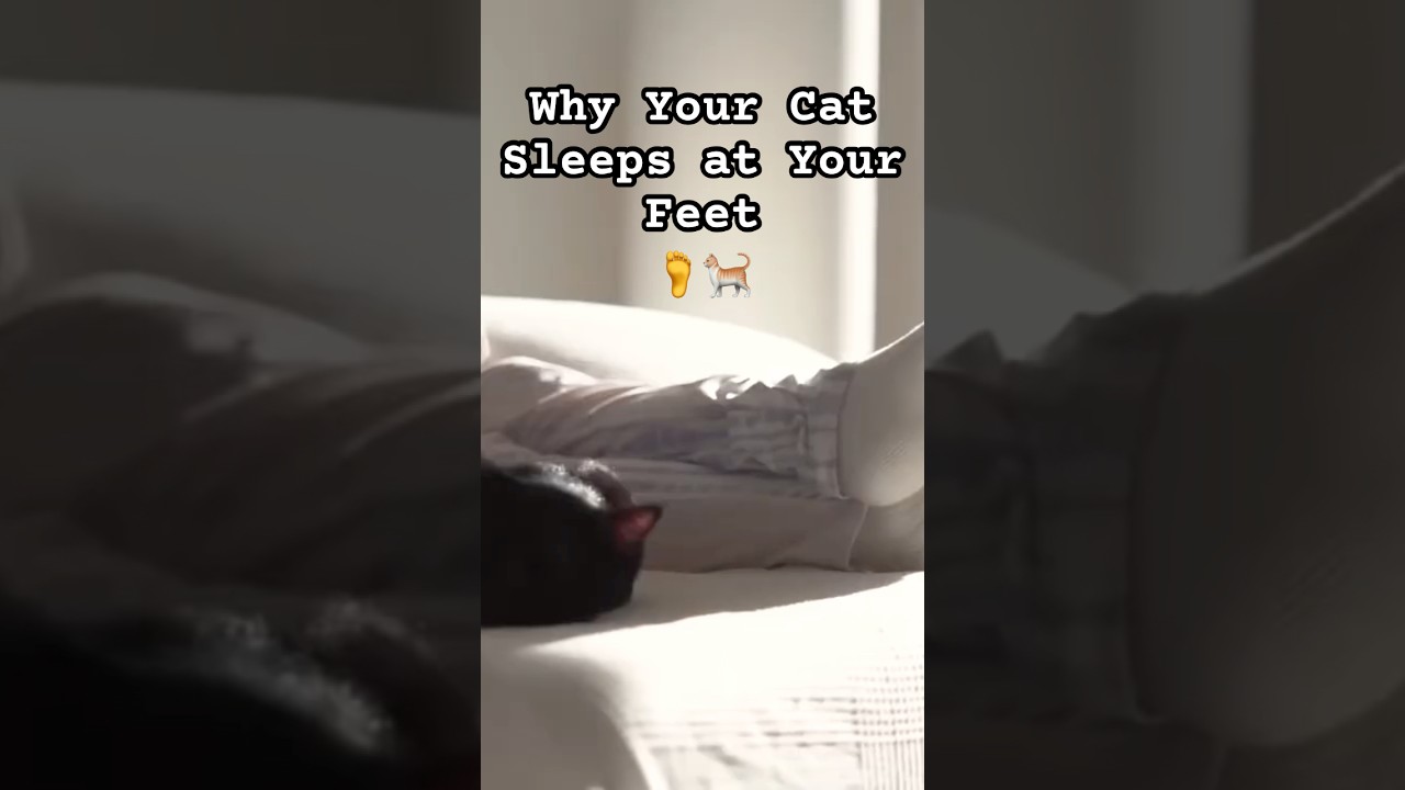 Why Your Cat Sleeps at Your Feet 🦶 🐈