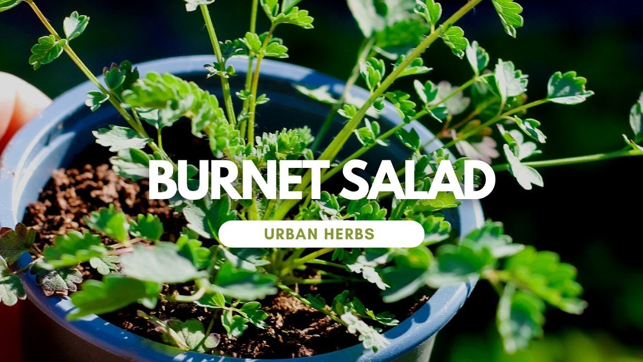 Introducing:  Burnet Salad