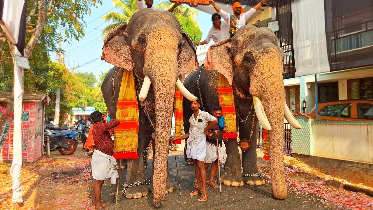 Thiruvambadi Chandrasekaran & Nandilath Gopalakrishnan Maharshikkavu Pooram 2026 😎 | Chandru & Ngk