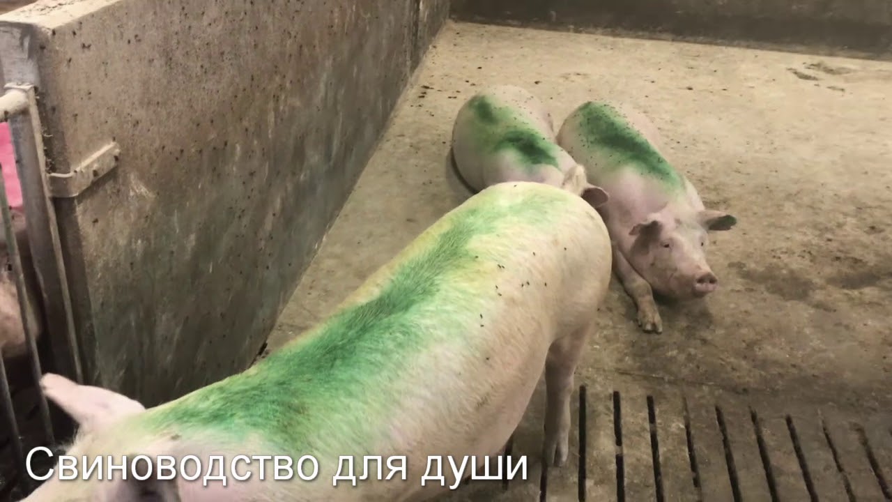 В каком возрасте осеменять свинью первый раз?сколько месяцев и сколько должна весить!