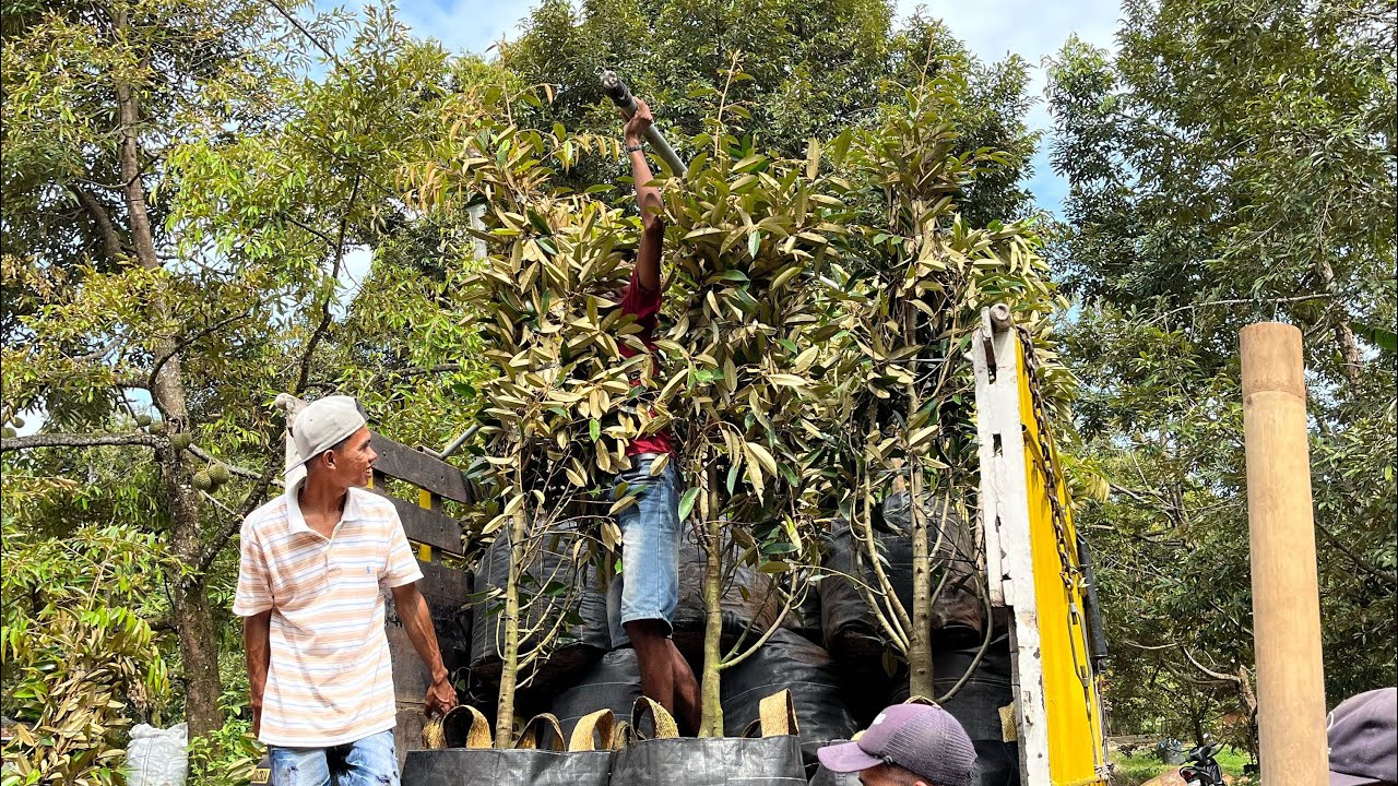 Tutorial cara memilih bibit durian#bibitdurian #bibitdurianmusangking 