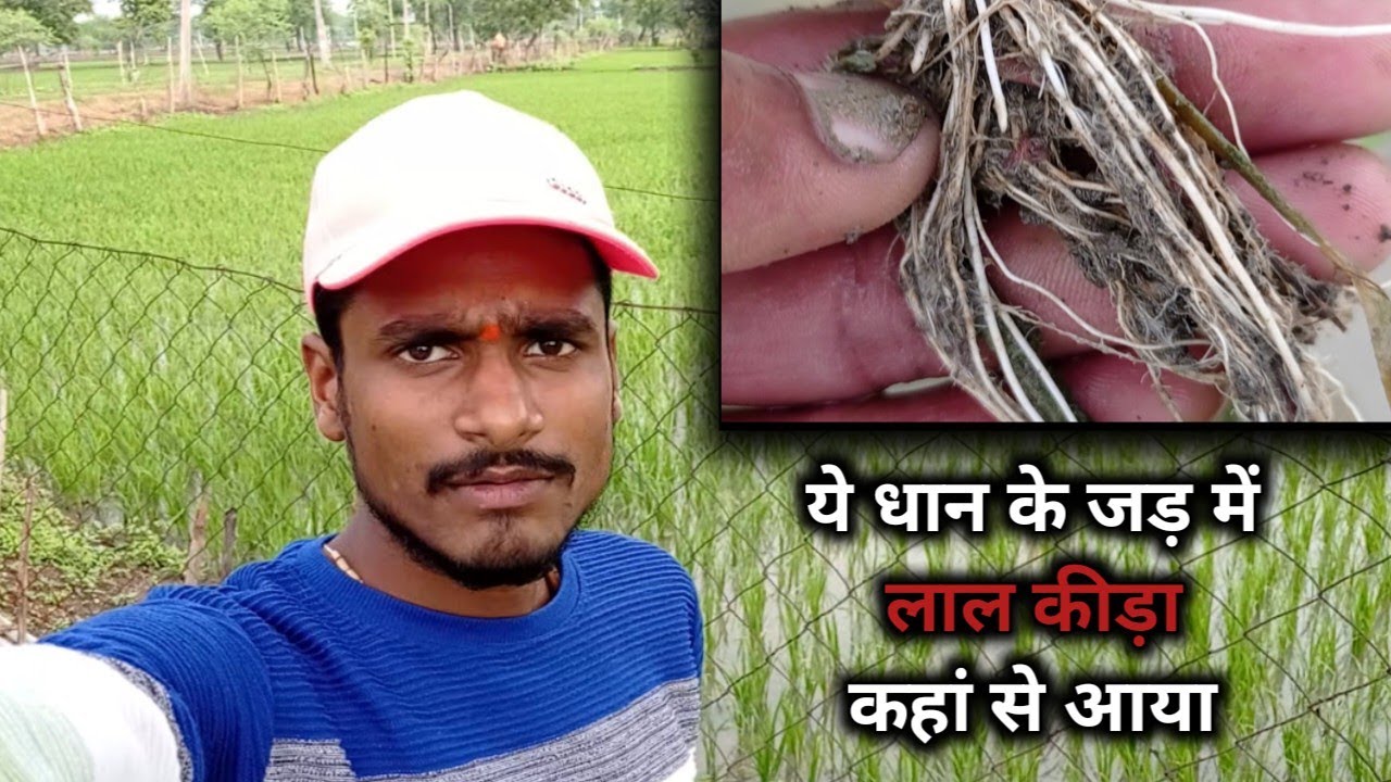 Dhan ke jad me lal kida.🌾🌾 Paddy's roots on waier warm. #lalkida #gulshanlodhi