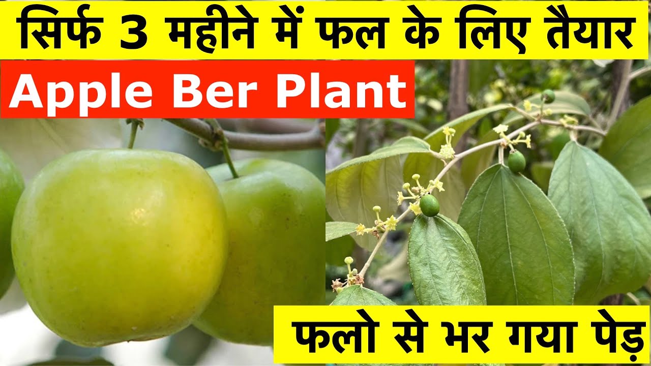 Apple Ber Plant at Home Garden | Apple Ber Fruiting | Apple Ber Flowering