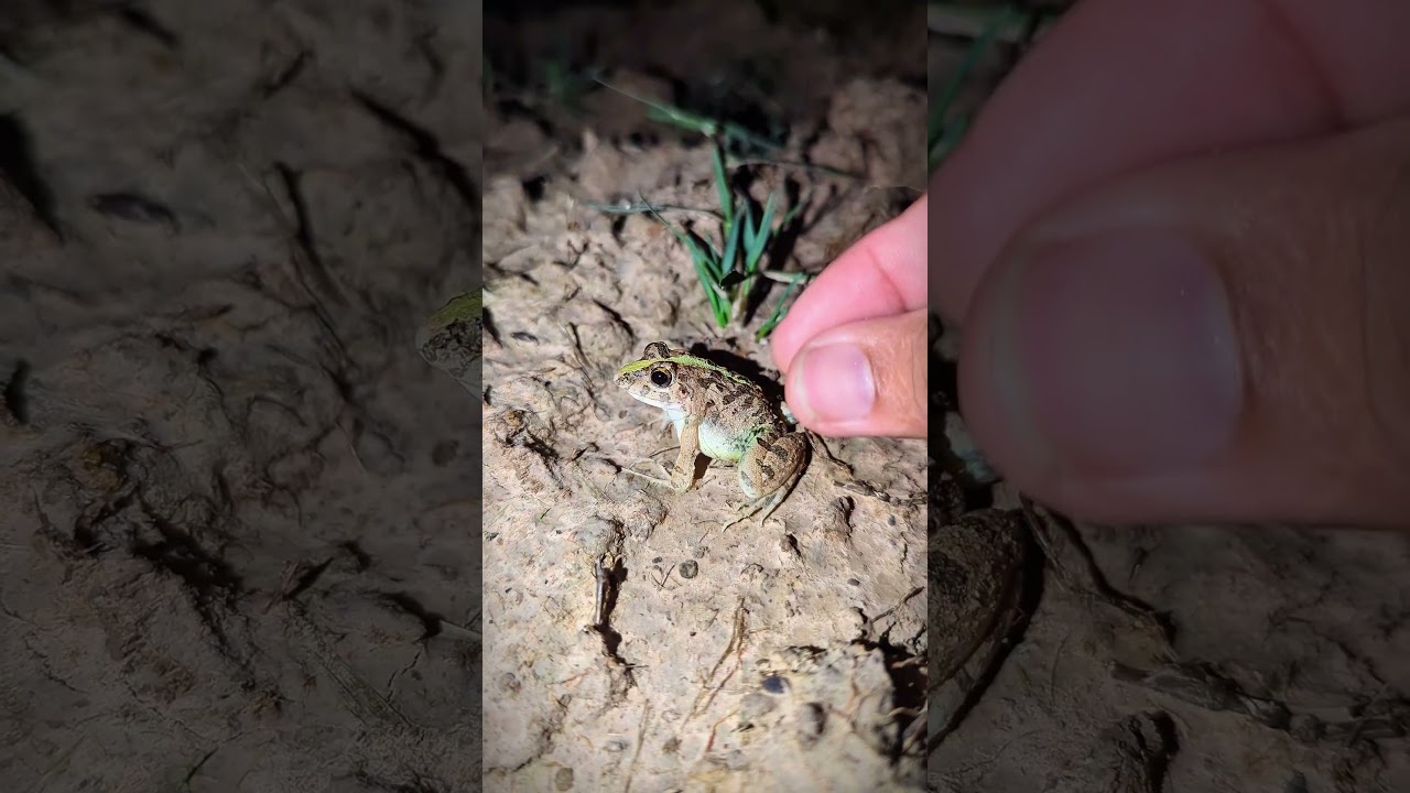 Funny Bonk Bonk the bullfrog, Green Frog, Rian Frog | Catch Frog Funny Prank memes