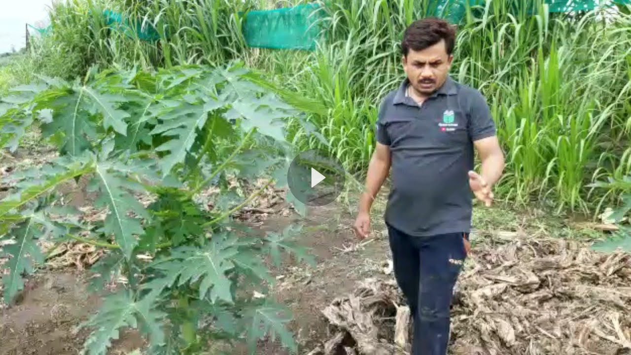 2192- पपीता खेती Papaya 70-30 Farming 6232136064 भारत खेती नई दिशा में । किसान पाठशाला BALRAM KISAN