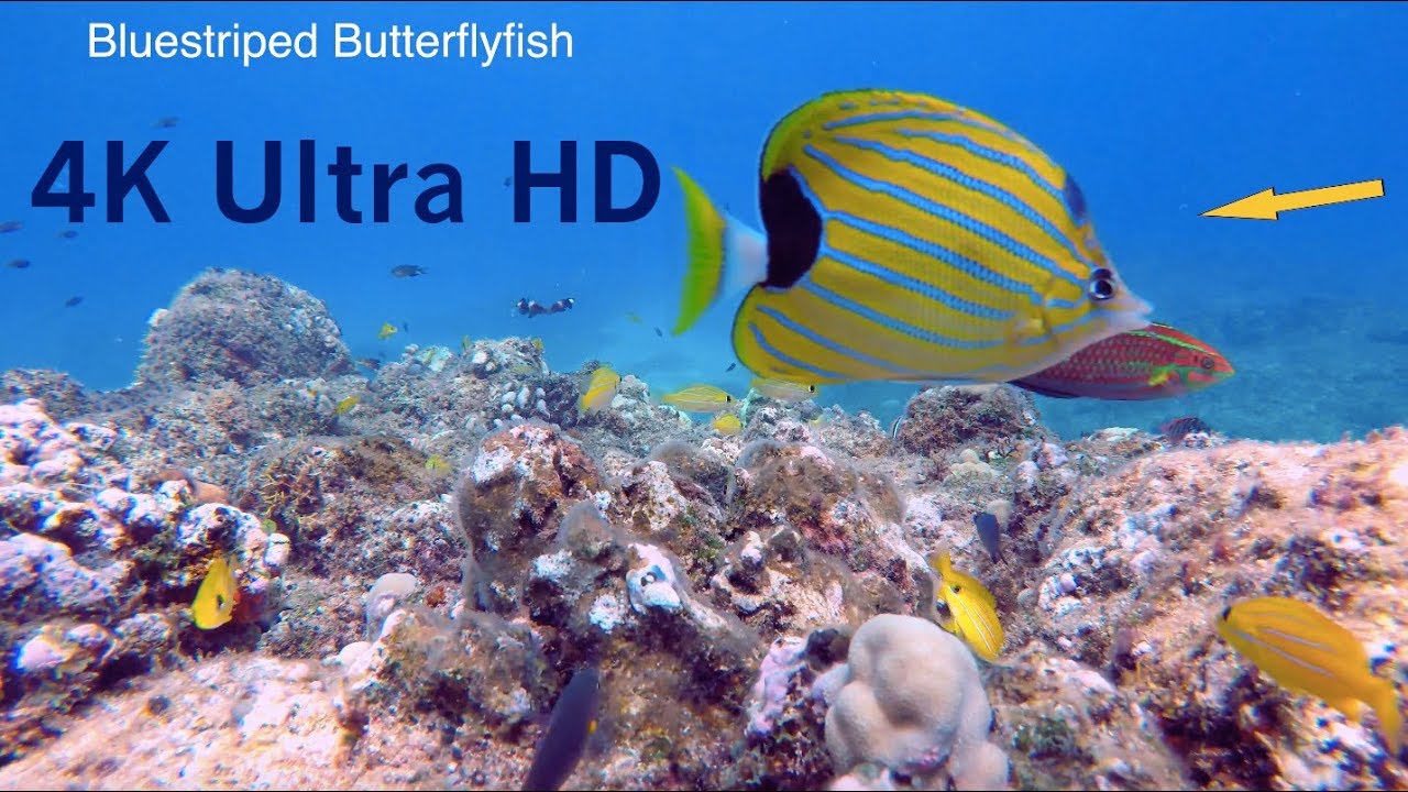 4K Ultra HD Happy Little Waimea Reef With Fish Labels