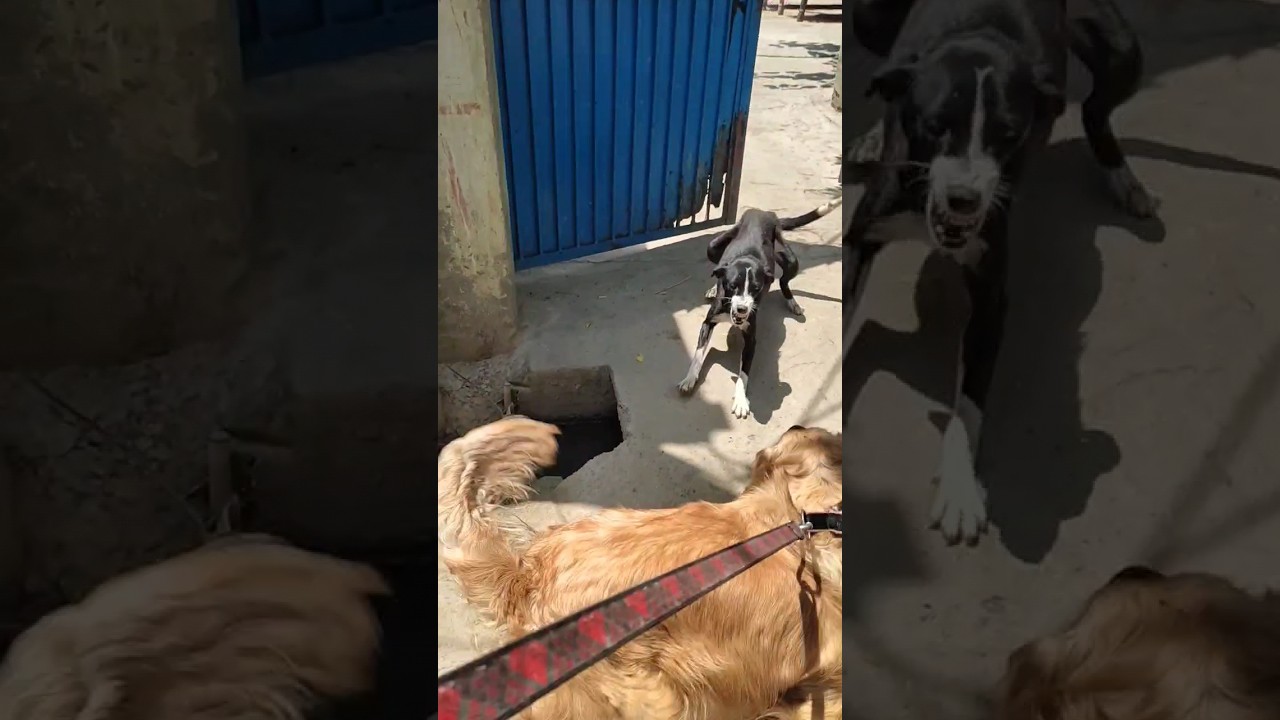 Golden retriever vs desi dog fight||dog fight||#fight#fighting #desidogfight#dengerfight#dog#reels
