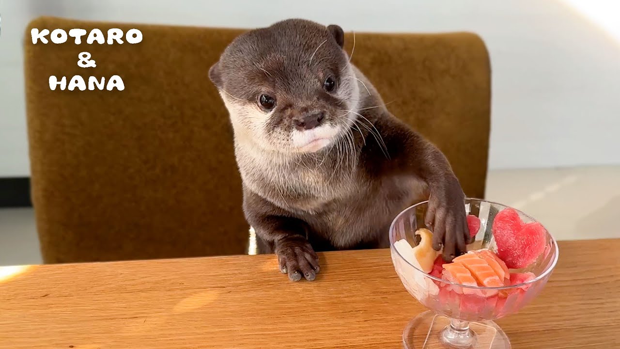 Otters Eat Fish Parfaits with IMPECCABLE Table Manners