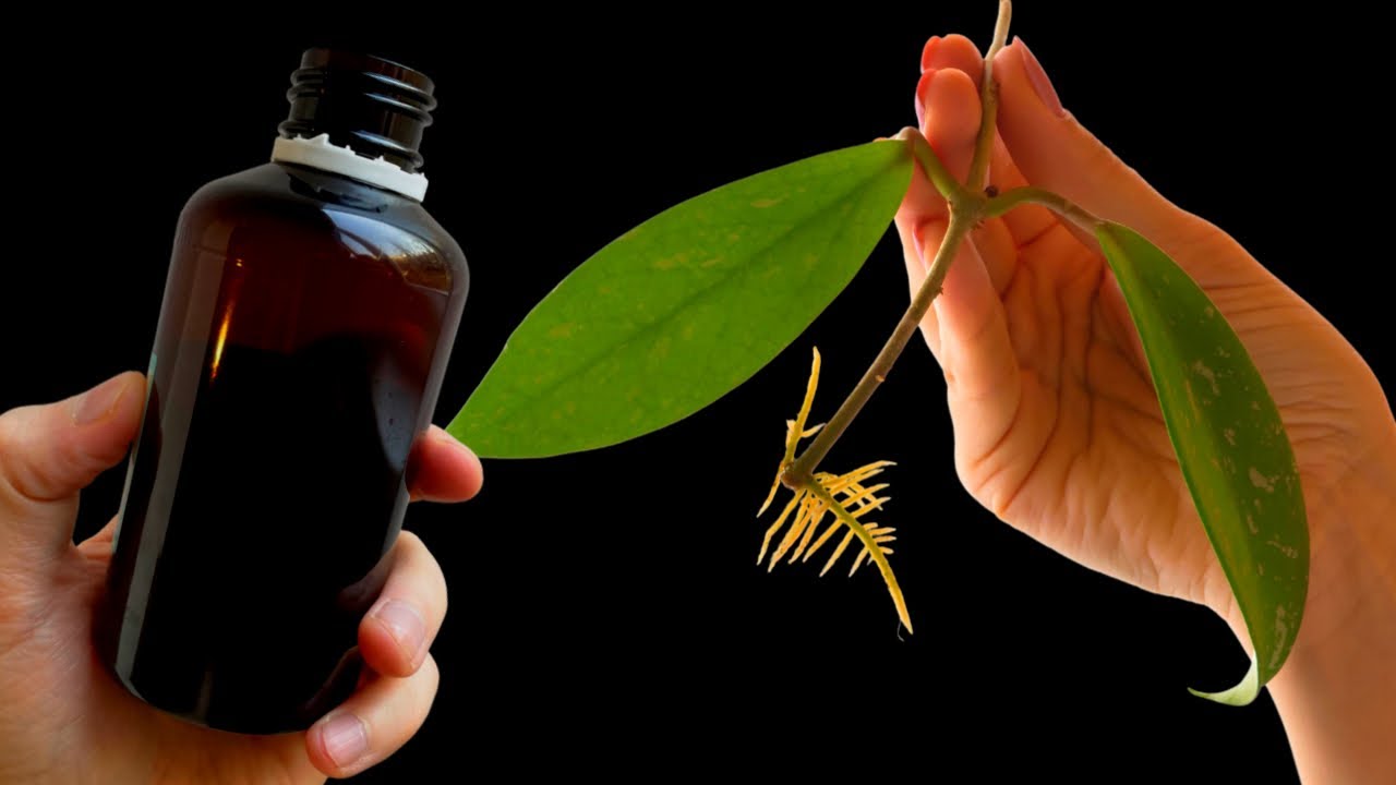 HOW TO CORRECTLY USE HYDROGEN PEROXIDE IN YOUR GARDEN?