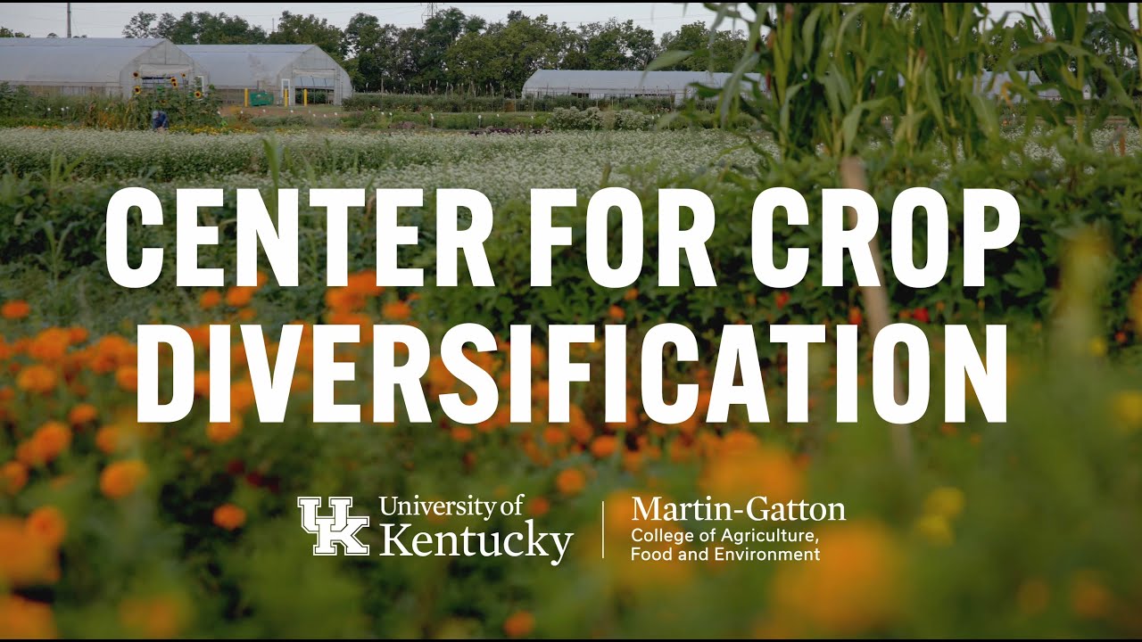 UK Center for Crop Diversification celebrates 25 years helping farmers thrive