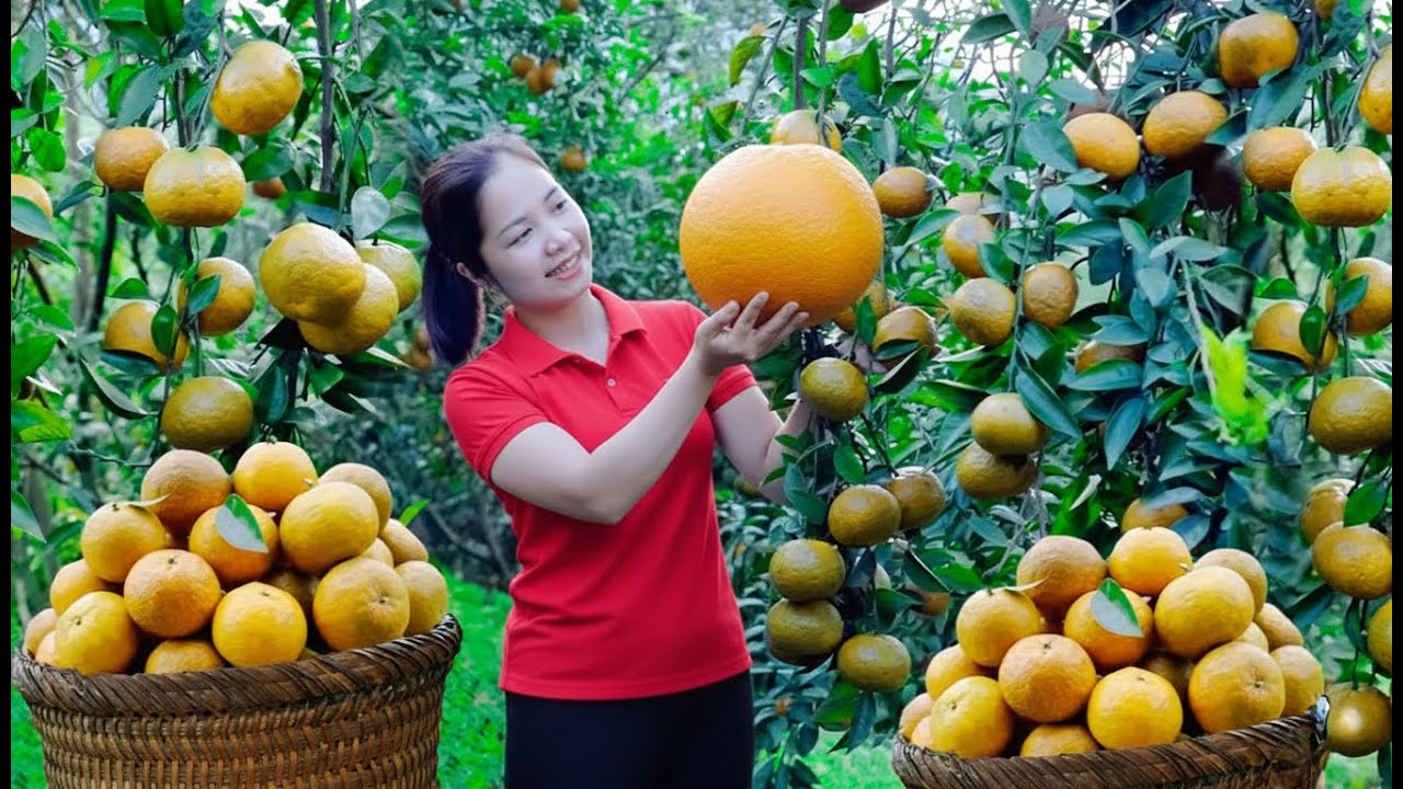 Harvesting 1000+Kg ORANGES In The Garden To Sell At Market