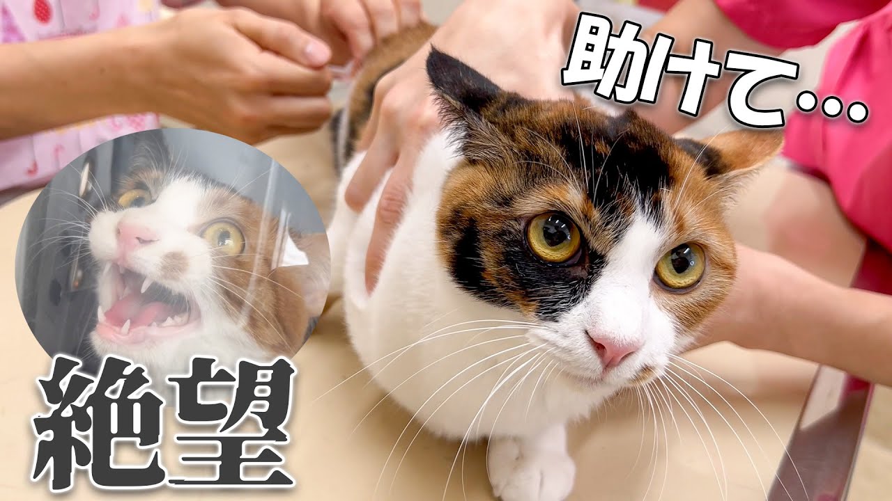 暴れることもなくただ絶望の表情で注射を打たれる猫