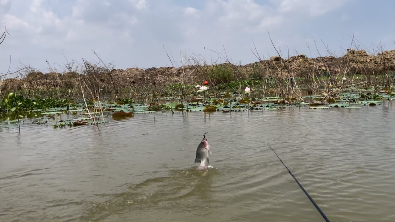 Weekend Vibes: Catching Fresh Tilapia!