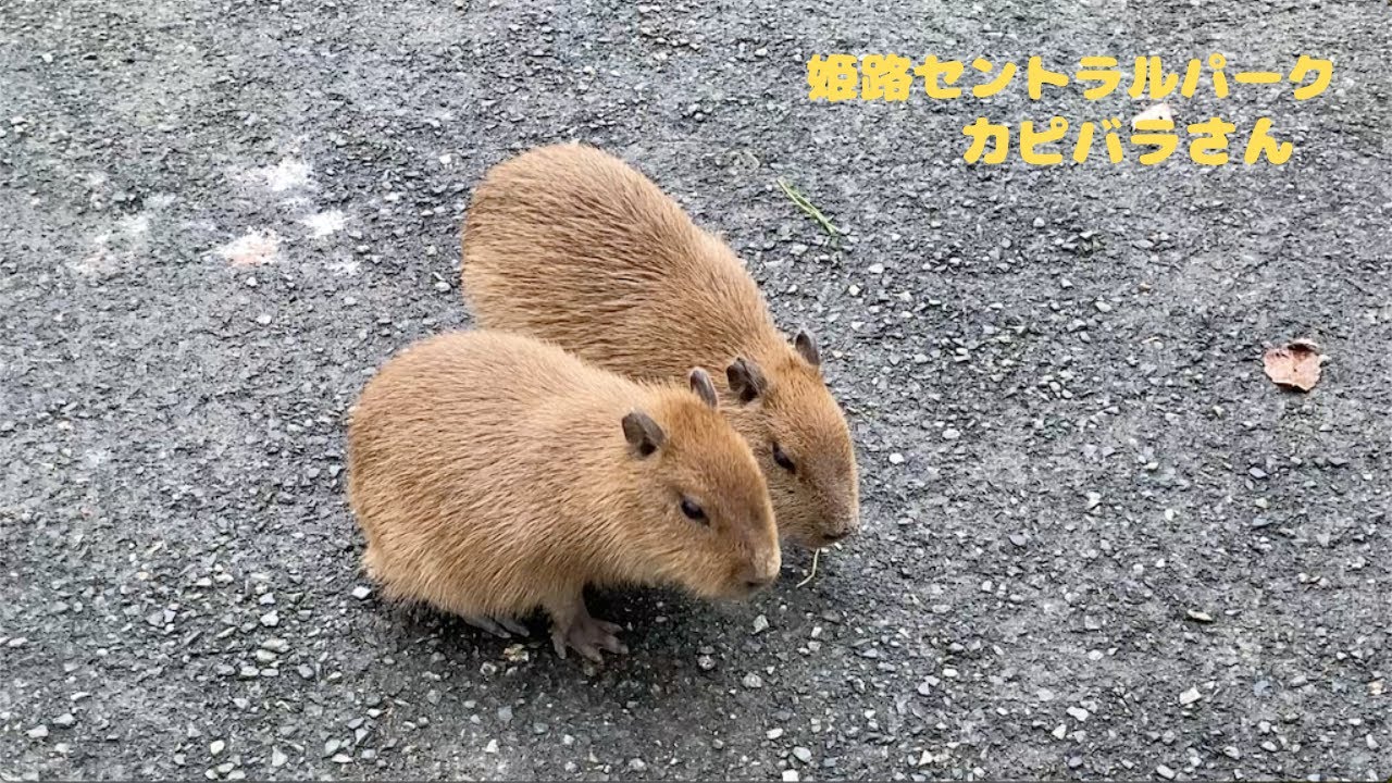 カピバラさんがいっぱい💕　※real capybara　[姫路セントラルパーク]   カピバラ