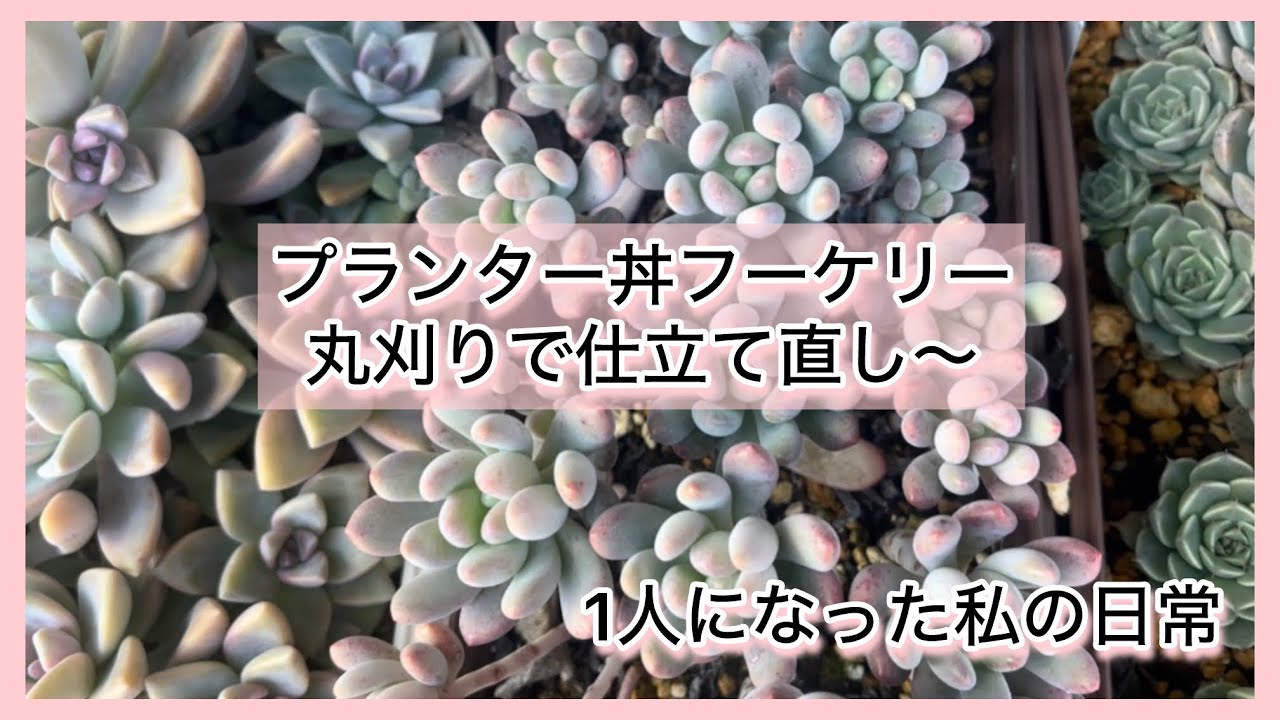 [多肉植物]プランター丼フーケリー丸刈りで仕立て直し〜^_^1人になった私の戯言