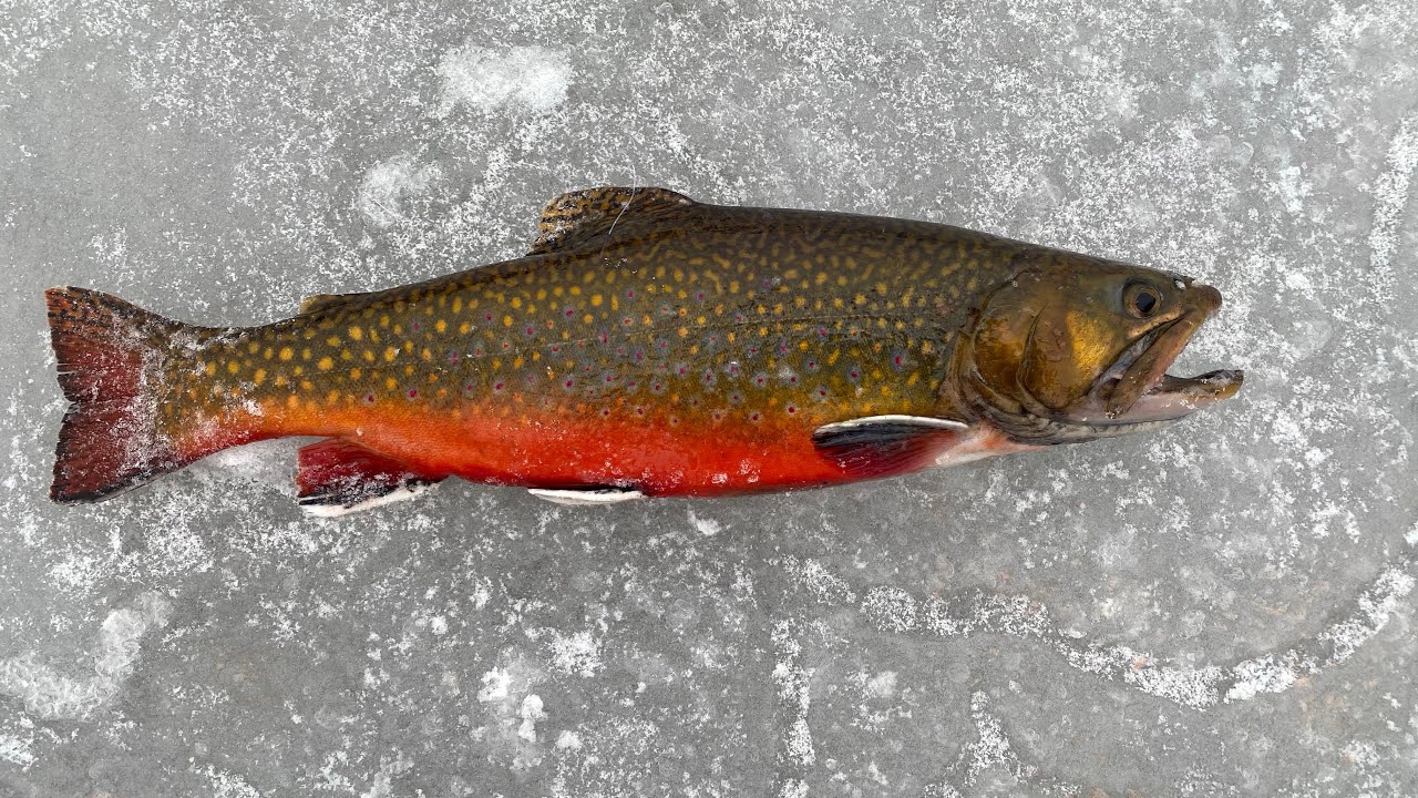 amazing catch! Ice fishing for Brook trout