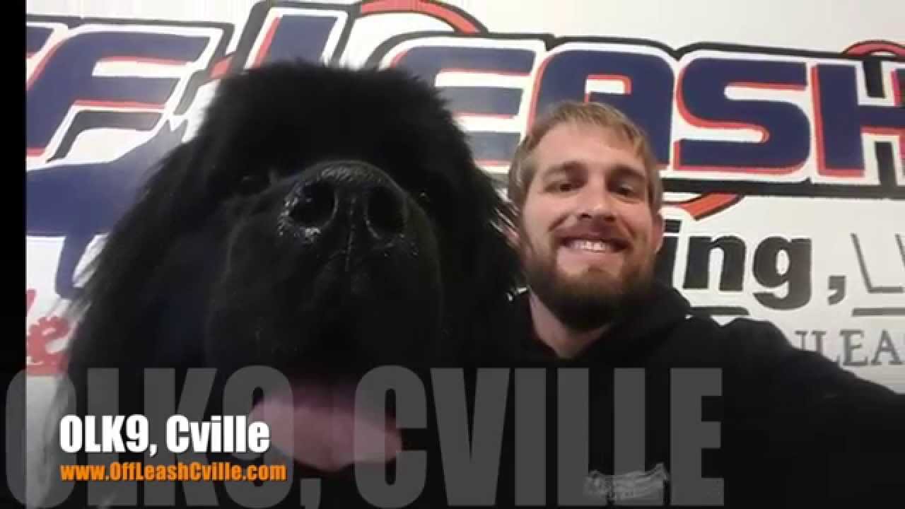 1 Year Old Newfoundland 