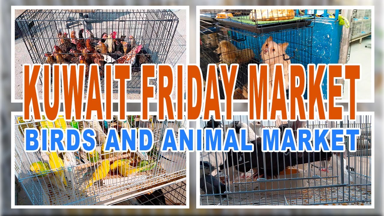 Kuwait Friday Market Birds and Animal Market