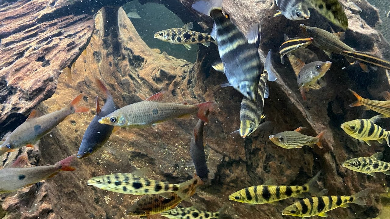 Adding P.  winterbottomi and 3 spot Headstander-July 2022 Aquarium Update