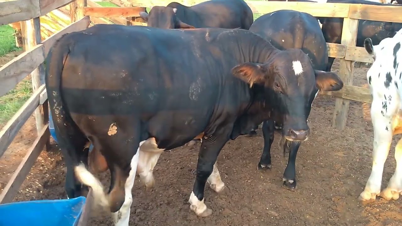 #Puro grão 🌽 9 bezerros apartado ,