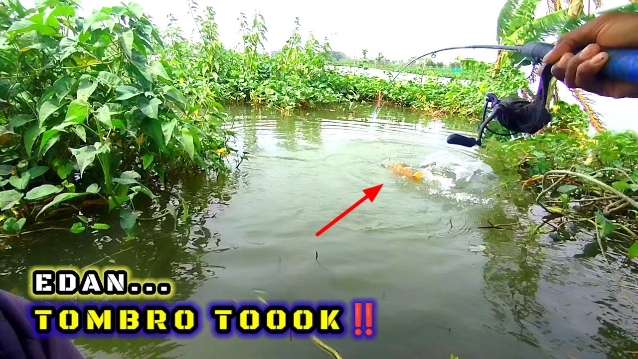 MIMPI APA SEMALAM‼️SPOT ISINYA IKAN MAS SEMUA #mancing #fishing