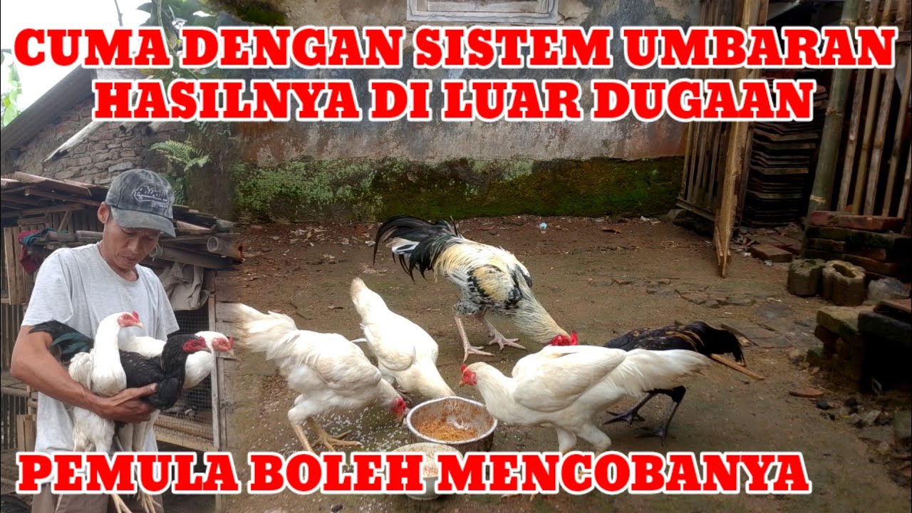 TERNAK AYAM KAMPUNG DENGAN MUDAH DENGAN SISTEM UMBARAN HASILNYA MEMUASKAN 