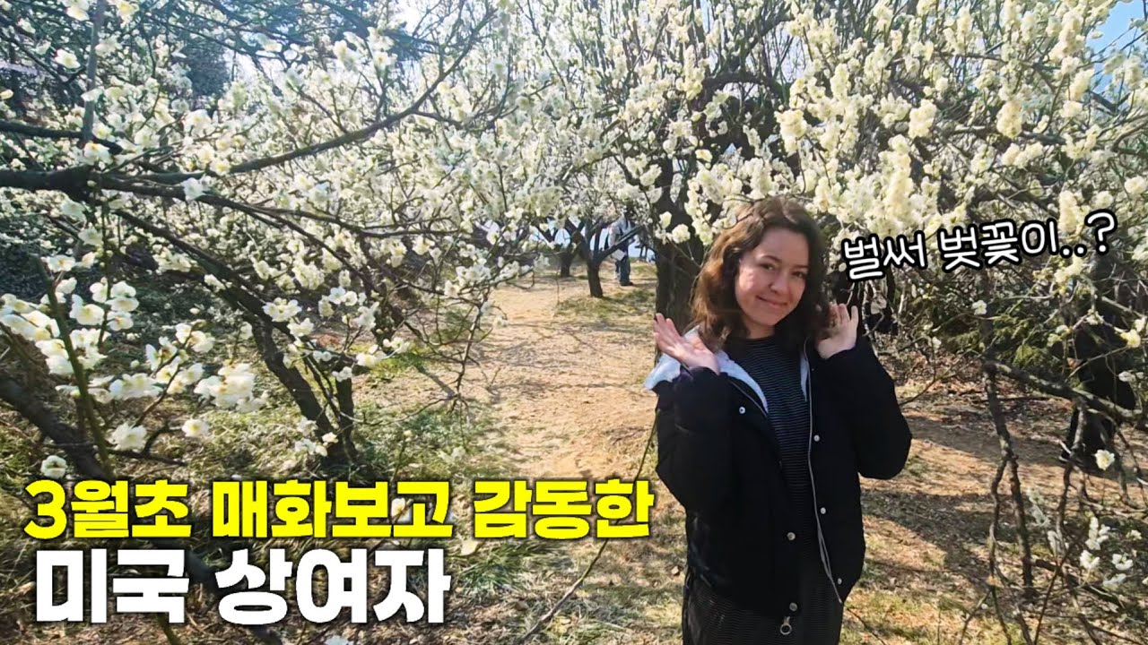 3월초 한국 매화 보고 감동한 미국 상여자 외국인 #외국인반응 #외국인 #매화