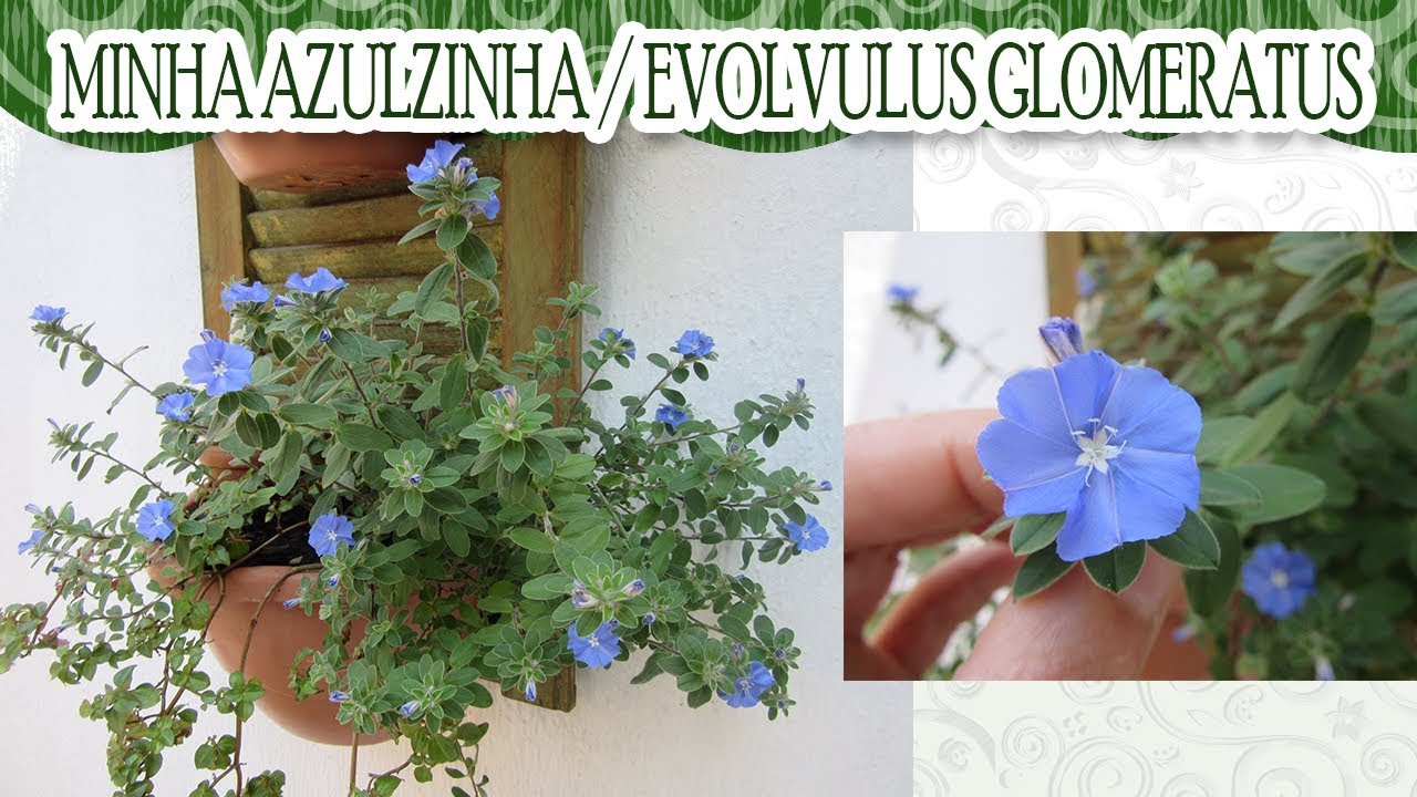 Vamos conhecer mais sobre a planta Azulzinha?