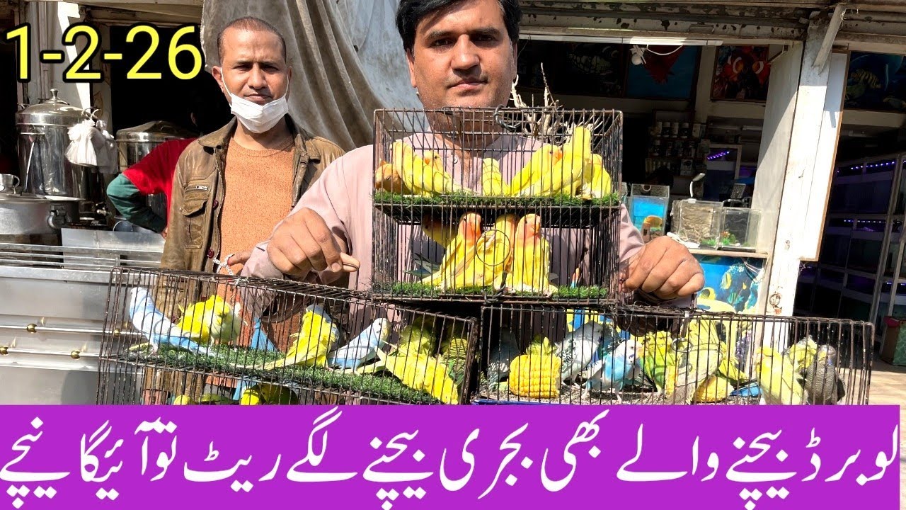 Birds Market Lalukhet Sunday Video Latest Update 1-2-26 | Budgies Ki Bhar Maar Agey Kya Hoga