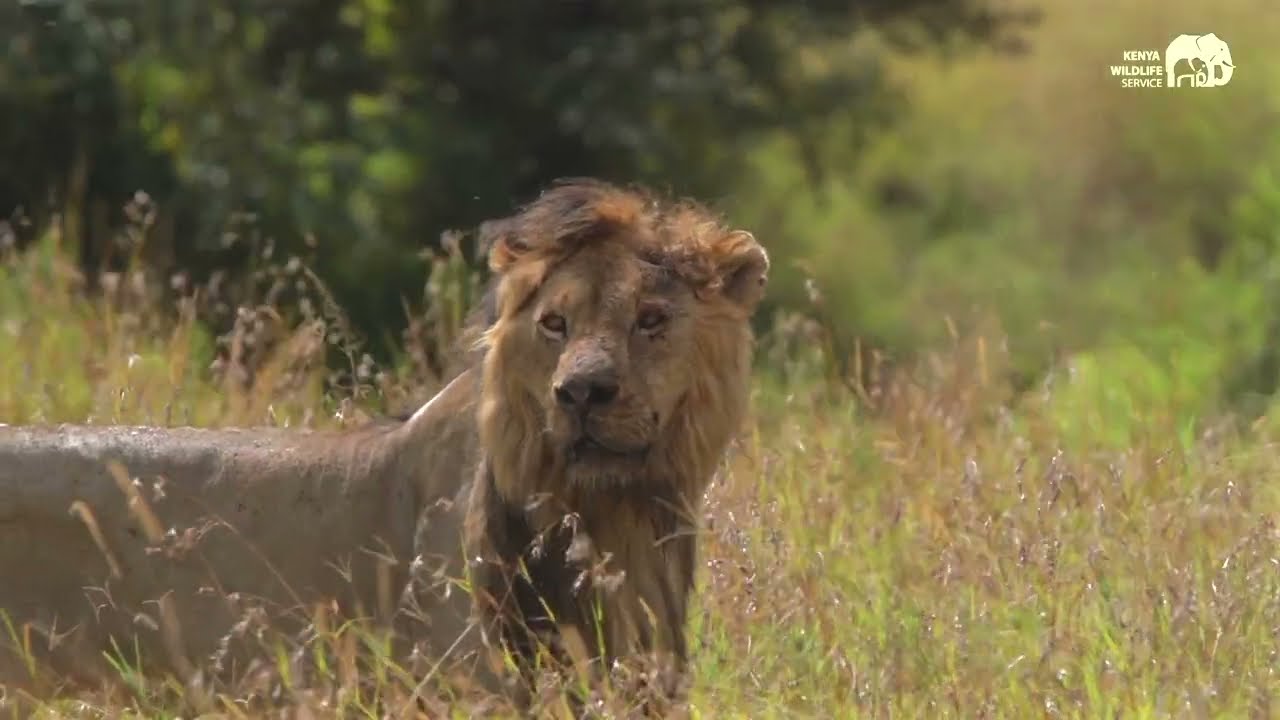 DISCOVER KENYA with Pablo Nemo