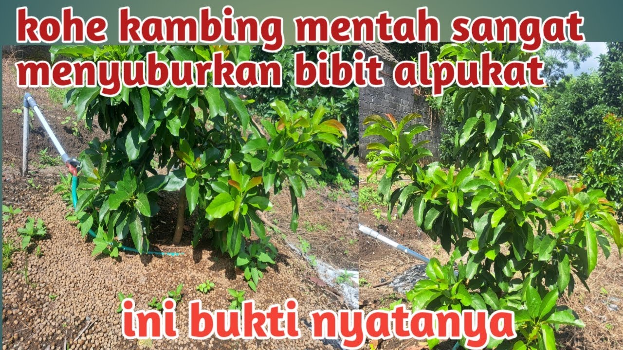 Ampuhnya kohe kambing mentah dalam menyuburkan bibit alpukat