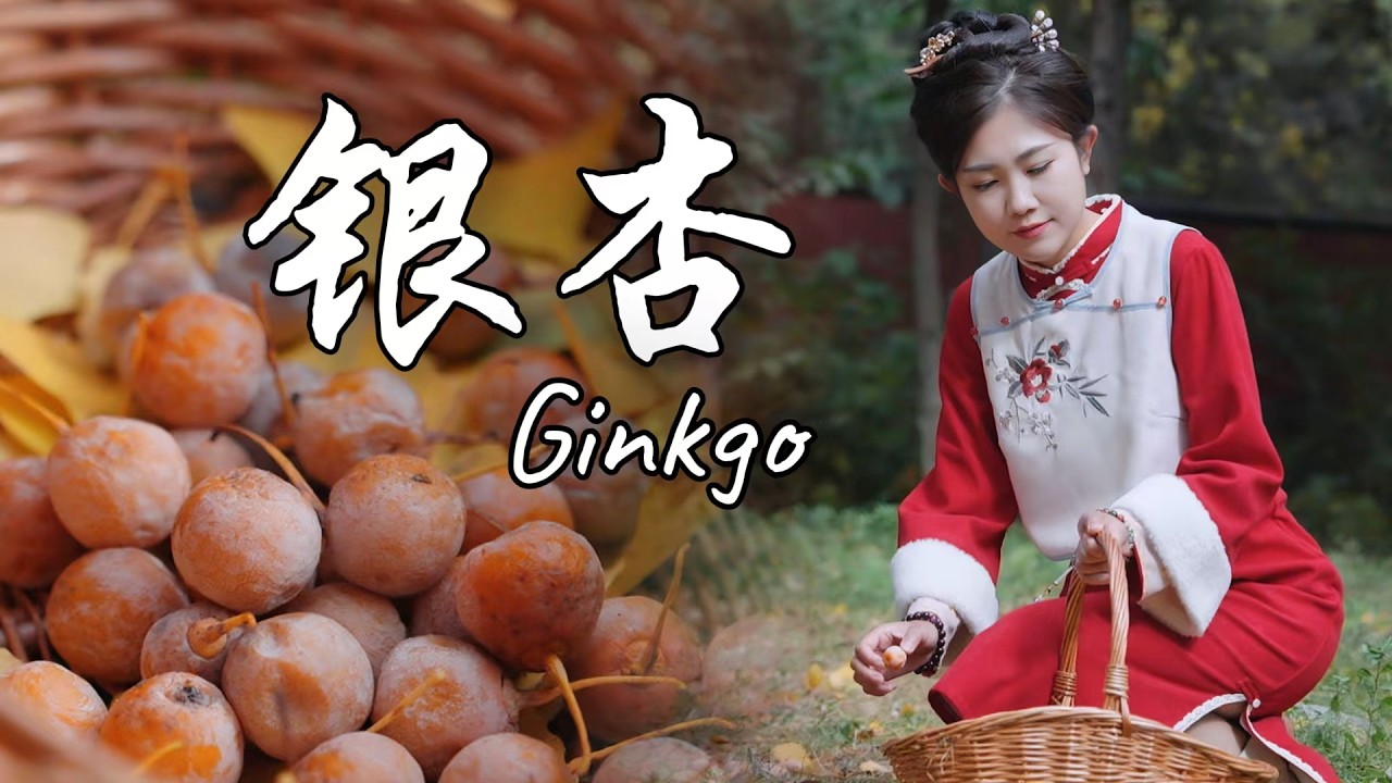 4,000-Year-Old Ginkgo Tree and the Surprising Uses of Its Ginkgo Nuts【海曲姑娘 Haiqu Girl】