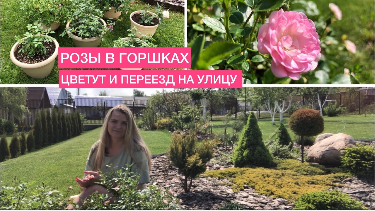 РОЗЫ В ГОРШКАХ 10-12 л🌹 ЦВЕТУТ🌹 ВЫНОШУ НА УЛИЦУ И УКРАШАЮ САД 🌹