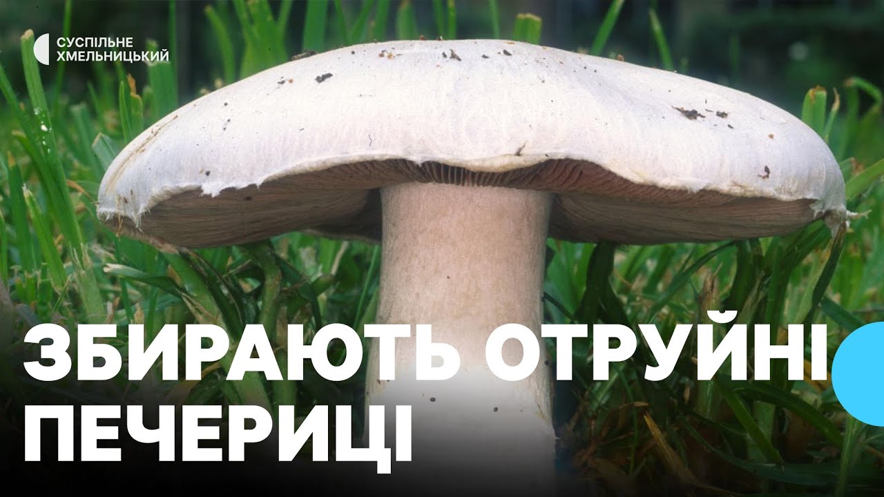 Грибний сезон: на Хмельниччині отруїлися 11 людей