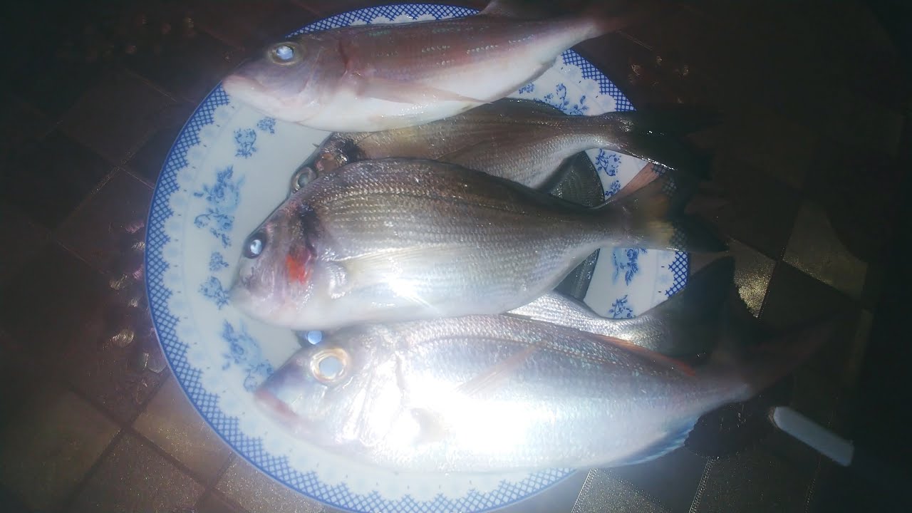 Οδοιπορικο Στα Παραλια Του Κορινθιακου Και Ψαρεμα Στη Σιθωνια 17 9 23