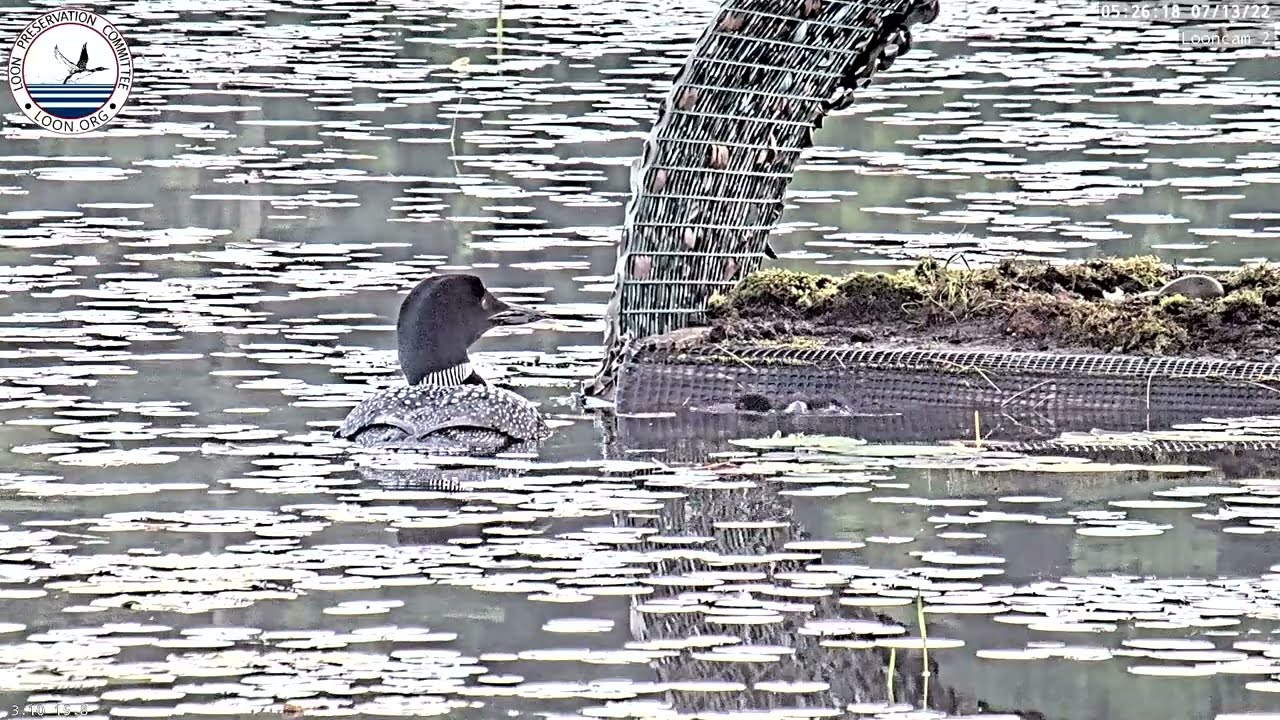 Loon Chick First Swim