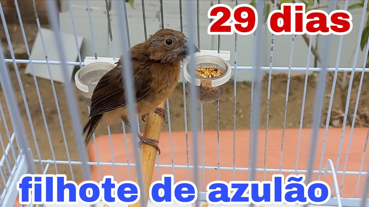 Filhote de azulão. 29 dias de vida 
